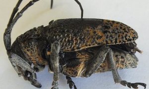 Vyeboom Boorinsek-gevaar